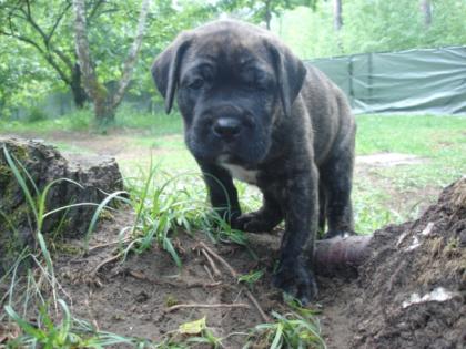 Keine Mastino Napoletano Welpen sondern robuste