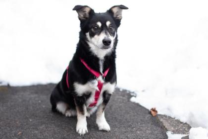 JESSYMAUS - Mix - 9 Jahre - Tierhilfe-Franken e. V.