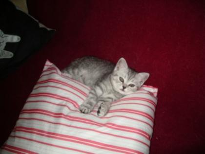 BKH-Kätzchen black-silver-tabby und black-smoke