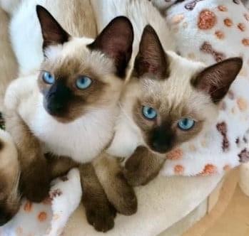 SiamKitten ab Sofort abholen