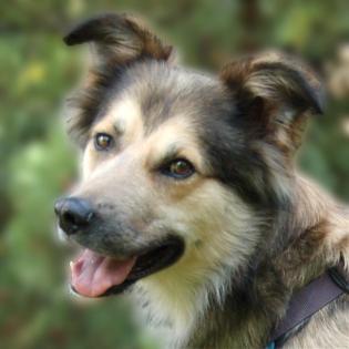 JOVI - Collie-Mix - 3 Jahre - Tierhilfe-Franken e. V.