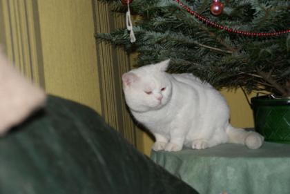 Deckkater weiß