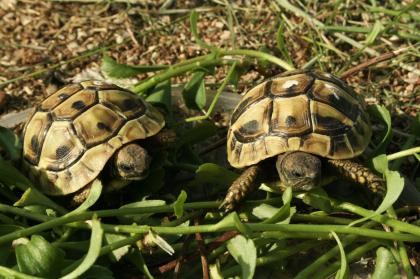 Griechische Landschildkröten Thb. un Thh. kleinbleibende Unterart aus dem westlichen Mittelmeerr