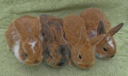 Niedliche junge Zwergkaninchen / Kaninchen abzugeben