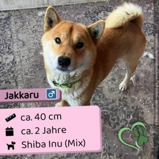 Jakkaru sozial und ruhig