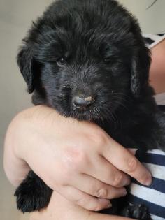 Neufundländer Leonberger Mix Welpen