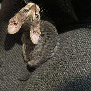 Don- Canadian Sphynx/ Sphinx Kitten