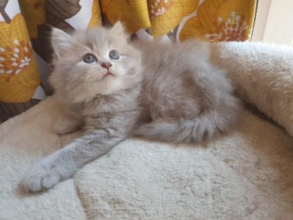 Edelmixkitten Katerchen