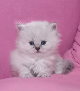 BKH Kitten ab 01. 07 2023