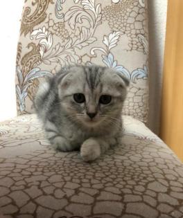 Scottish fold katze
