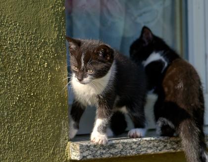 7 Kleine Kätzchen in liebevolle Hände abzugeben