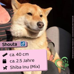 Shouta m 2 5 Jahre 40cm Slowakei NB