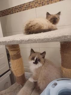 Ragdoll-Kätzchen suchen ein neues liebevolles Zuhause