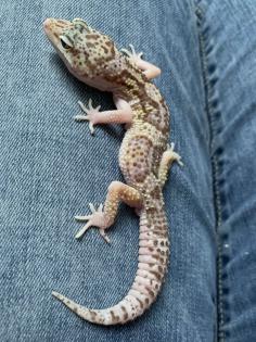 1. 0 Raptor Het Diablo blanko Leopargecko Männchen Enz 22 Übergabe Houten oder Hamm möglich snake r