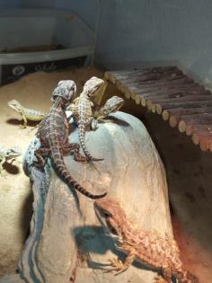Bartagame Babys brauchen schnell ein neues Zuhause
