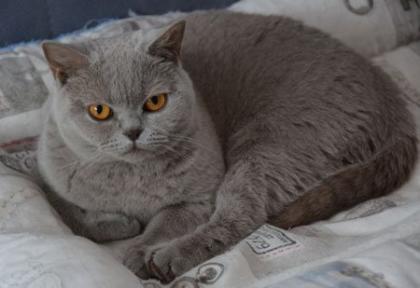 Jil ein BKH Mädchen in der wunderschönen Farbe lilac sucht neuen Wirkungskreis
