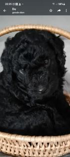Goldendoodle Welpen