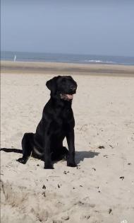Ein Deckrüde Labrador Golden Retriever