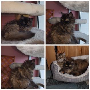 Reinrassige Perserkitten mit Nase