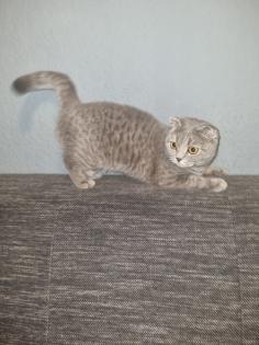 Meine verschmuste Dame Luna