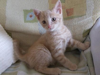 Süße kleine Katzenbabys / Kätzchen / Kitten