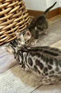 Reinrassige Bengal Kitten mit TICA Stammbaum Brown Rosetted und Marbelt