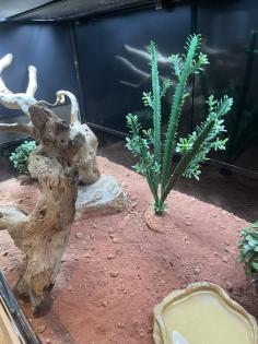 Terrarium inkl. Zubehör ideal für Reptilien abzugeben