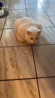 Perser Mix Katzen / Kater