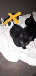 Verkaufe Katzenbabys Muttertier kann besichtigt werden