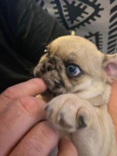 Mops Welpe Retromops nach altdeutschem Vorbild