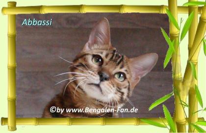 Bengal Kater Abbassi immer gut gelaunt fröhlich und lieb
