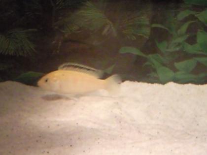 2 Wasserschildkröten Aquarium 1 20x50x30 2 Gelbbuntbarsche. etc