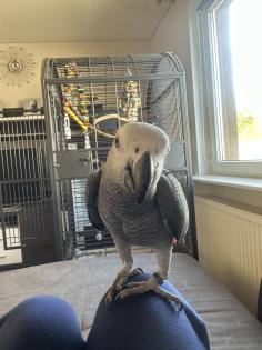 Graupapagei mit Papieren und Käfig