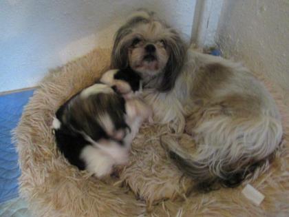 Knuddelige Hundebabys Shih tzu abzugeben