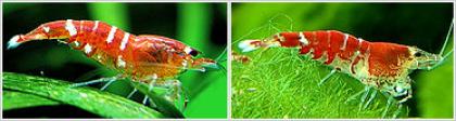 Bienengarnele Caridina serrata