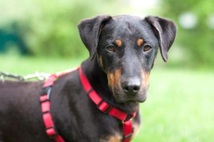 CHAPI - Terrier-Mix - 4 Jahre - Tierhilfe-Franken e. V.