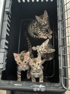 4 zuckersüße Bengal Kitten