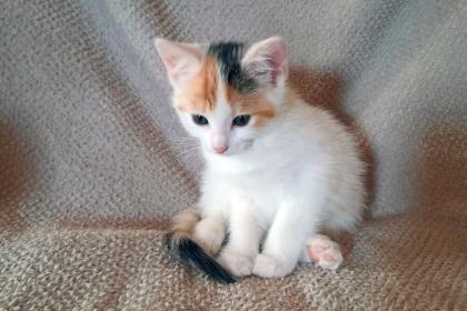ZWERG DORY - europäische Kurzhaarkatze - 12 Wochen - Tierhilfe-Franken e. V.