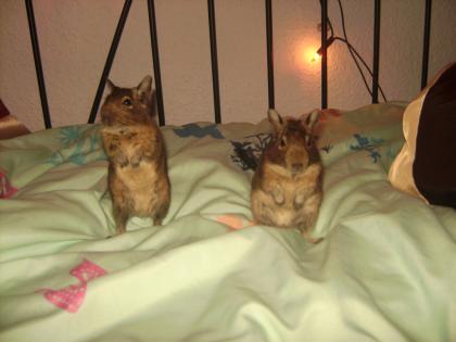 Suche eine liebevolle Familie für meine 2 Jahre alten Degu Männchen