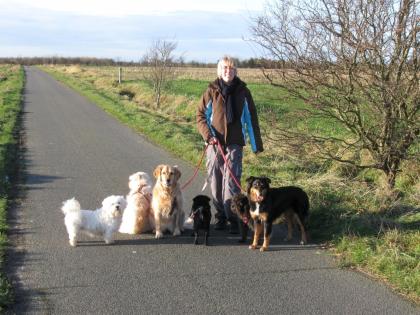Wir betreuen Ihren Hund auf Föhr.