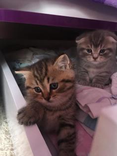 Süße BKH Black-Golden / Silver Tabby Jungs Fold/ Strike
