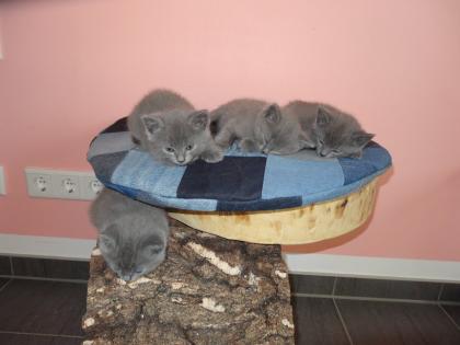 Reinrassige Chartreux Kitten