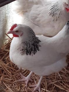 Königsberger Rhodeländer blau Sperber Wyandotten Italiener Hühner Nachzüchtu
