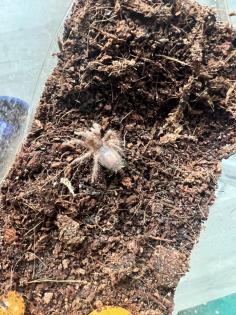 Grammostola pulchripes