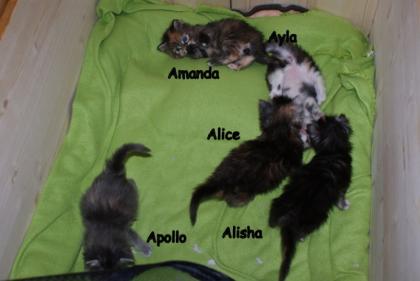 Maine Coon Kitten aus kleiner Hobbyzucht