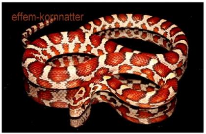 E 1275 Miami-Phase vom Kornnatter Züchter Amel Anery Miami Sunglow und viel