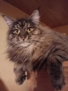 Wunderschöne Maine-Coon-Norweger Waldkatzen Kitten