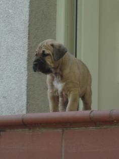 Keine Boxer Welpen sondern robuste