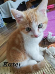 BKH - Mischlings - Haus -Katzen