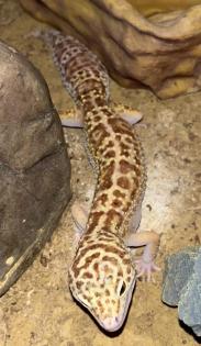 1. 3 Leopardgeckos